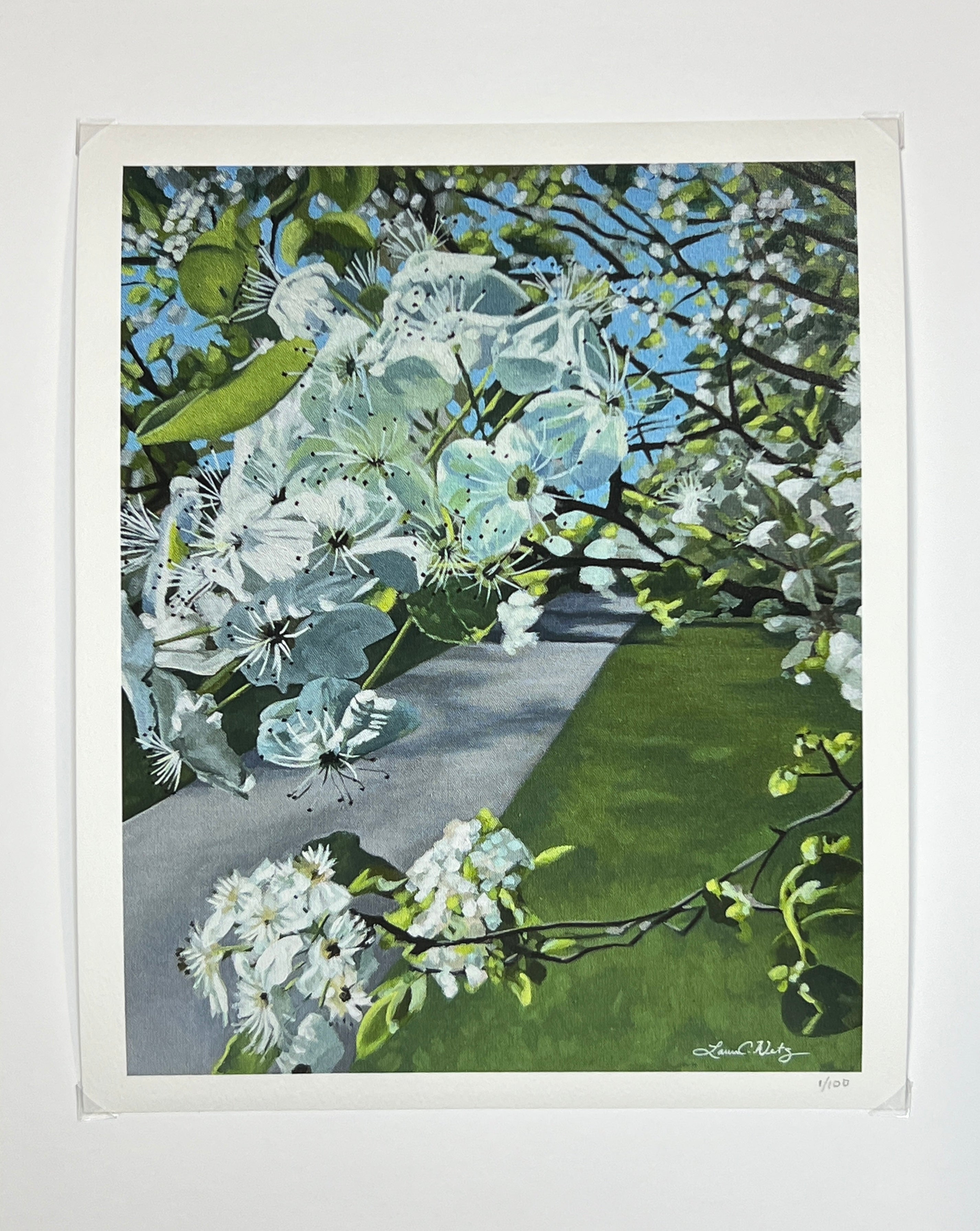 Spring Blooms along the Rails to Trails Path- White- Giclee Print - 8x10 inches